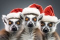 Three funny Ring-tailed lemurs in red Santa Claus hats isolated on white background. New year or christmas concept with Royalty Free Stock Photo
