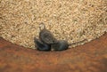 Three funny rodents little gray mice sit in a barrel with a stock of wheat grains, spoil the harvest and look up scared