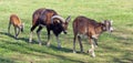 Three funny sheeps on the meadow walking one after another in sp