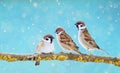 Three funny Sparrow birds are sitting on a branch in the winter Royalty Free Stock Photo