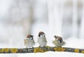 Three funny Sparrow birds are sitting on a branch in the winter Royalty Free Stock Photo