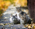 Three funny stray cat lying in the street in the sun in the fall