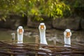 Three funny white geese