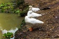 three funny white geese Royalty Free Stock Photo