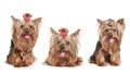 Three funny Yorkshire terrier puppy