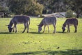 Three furry cute donkeys graze on a green meadow landscape at a farm