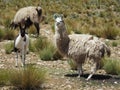 Furry llamas in the field with green bushes