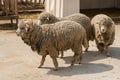 Three Furry Sheep Waiting for Food