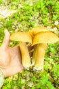 Three fused boletus edulis mushrooms in the hand