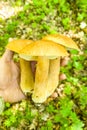 Three fused boletus edulis mushrooms in the hand