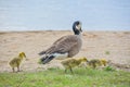 Three Canadian Goose Goslings with Mother Goose Royalty Free Stock Photo