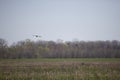 Three Gadwall Ducks in an Impoundment Royalty Free Stock Photo