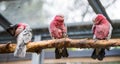 Three galah parrots sitting on a tree Royalty Free Stock Photo