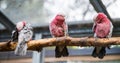 Three galah parrots sitting on a tree Royalty Free Stock Photo