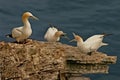 Three Gannets Royalty Free Stock Photo