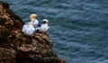 Three Gannets at bempton Cliffs, Yorkshire , UK Royalty Free Stock Photo