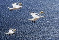 Three Gannets on Heligoland during breeding season, North Sea. Royalty Free Stock Photo