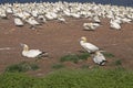 Northern gannets isolated Royalty Free Stock Photo