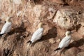 Three gannets sit on the side of a rock. Seen from the back Royalty Free Stock Photo