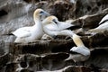 Three Gannets squawking at each other in rocks in a Gannet colony on Bressay in the Shetlands Royalty Free Stock Photo