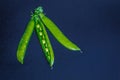 Three garden pea pods on a black background