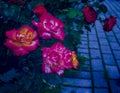 Three garden roses next to the pavement road at night Royalty Free Stock Photo