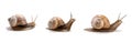 Three garden snail isolated on a white background Royalty Free Stock Photo