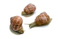 Three garden snails