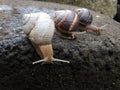 Three garden snails