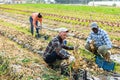 Three gardeners harvesting onion on field