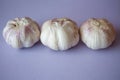 Three garlic bulbs in a row isolated on purple background Royalty Free Stock Photo