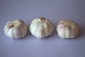 Three garlic bulbs in a row isolated on purple background Royalty Free Stock Photo