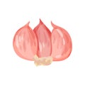 Three garlic cloves with pink peel. Spicy condiment for food. Fresh culinary ingredient. Flat vector design