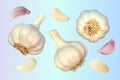 Three garlic. Isolated vector