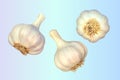 Three garlic. Isolated vector