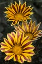 Three Gazania Flowers