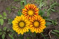 Three Gazania flowers