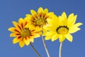 Three Gazania Rigen Flowers Against Sky