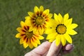 Three Gazania Rigen Flowers Held by Female Fingers Against Grass