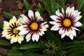 Three gazanias Royalty Free Stock Photo