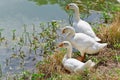 Three geese Royalty Free Stock Photo