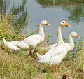 Three geese Royalty Free Stock Photo