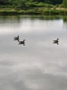 Three geese on a pond Royalty Free Stock Photo