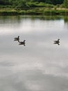 Three geese on a pond