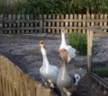 Three geese in a farmhouse Royalty Free Stock Photo