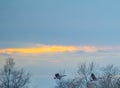 three geese are flying in the sky between trees with orange clouds Royalty Free Stock Photo