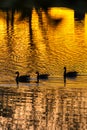 Three Geese on a Glowing Golden Pond with Reflective Ripples on the Water Royalty Free Stock Photo