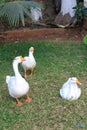 Three geese on grass playing Royalty Free Stock Photo