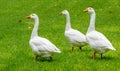 Three geese on grass Royalty Free Stock Photo
