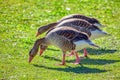 Three geese Royalty Free Stock Photo